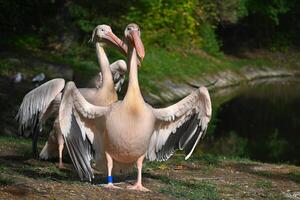 Pelicans Standing by a Serene Pond in a Lush Forest photo