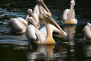 Graceful Pelicans Gliding Serenely Across a Tranquil Pond photo