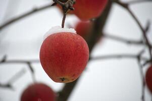 Apple tree branches and red apples covered in snow photo