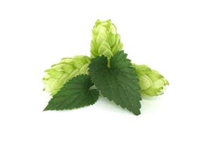 Fresh green cones and leaves of hops isolated against a white background photo
