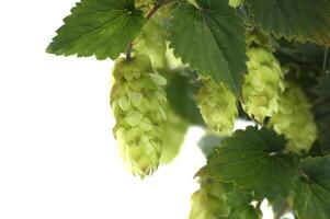Detailed closeup of fresh green hops on vine over white background highlighting texture and vibrancy photo