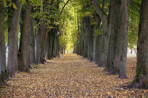 Tranquil tree-lined pathway covered in autumn leaves under canopy of lush green trees in serene park photo