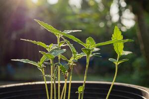Close-up of cannabis sapling plant in a potted photo