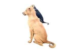 Dogs illustration on white background photo