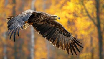 Eagle Soaring in Autumn, Majestic Bird of Prey in Flight photo