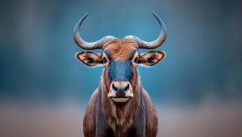 Portrait of a majestic African antelope with large horns against a blurred background. photo