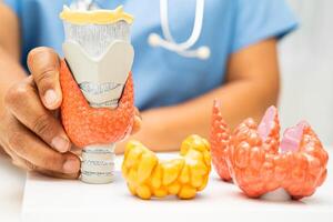 Hyperthyroidism, Overactive Thyroid, Thyroid Lymphoma, Asian doctor with thyroid gland human anatomy model in hospital. photo