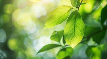 Nature green tree fresh leaf on beautiful blurred soft bokeh sunlight spring summer background. photo