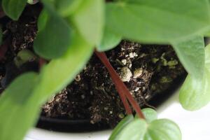 Close-Up Of Green Plant With Rich Leaves Growing In A Small Pot photo
