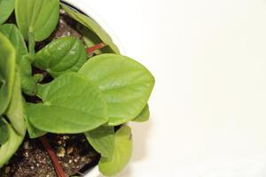 Overhead View Of Green Houseplant In A White Pot With Lush Foliage photo