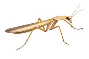 A grasshopper scene on a white background photo