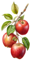 Apple tree with red apples png