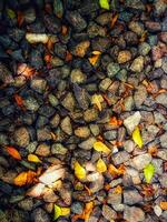 Fill inframe photo, gravel for soil layer with fallen leaves on top. photo
