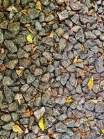 Fill inframe photo, gravel for soil layer with fallen leaves on top. photo