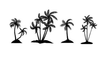 coconut tree with leaf isolated white background illustration vector