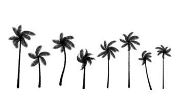 A group of palm tree silhouettes isolated white background vector