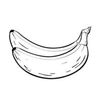 Two perfectly ripe bananas placed artistically on a clean white background for display. sketch illustration. vector
