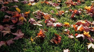 autumn maple leaves on the grass video