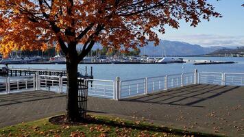 a maple tree, autumn view of lake, Kelowna BC Canada video