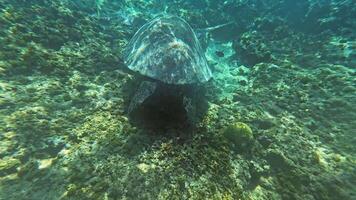 Underwater View of Sea Turtles Exploring the Vibrant Reefs of Lombok video