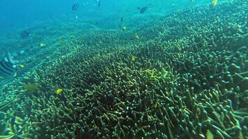 Underwater View of Coral Gardens and Diverse Marine Life at Gili Trawangan, Lombok video