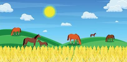 Horses and foal in the meadow. Wheat field. vector