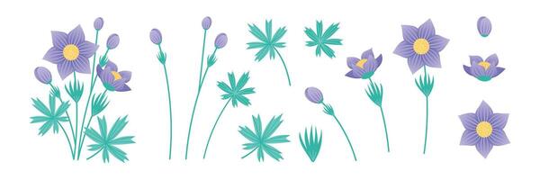 Set of elements Pasque Flower On a white background. Collection of plant elements for design. Delicate purple flowers. illustration. vector