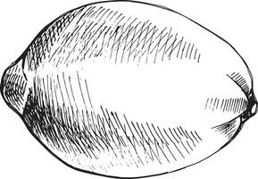 Whole lemon fruit. Citrus fruit is hand drawn in graphic technique, transferred to . Black and white, colorless illustration. For design, printing, packaging, menu, textile, fabric, postcards vector