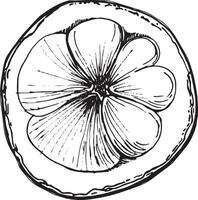 Whole mangosteen fruit. Juicy sour, sweet fruit drawn by hand in graphic technique, format translated, in black and white shades. For tea and juice packaging design, for cafe menus, printing vector