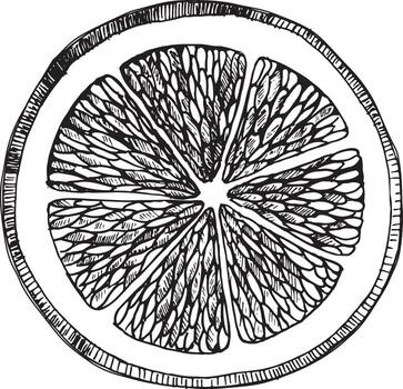 Round lemon slice. A cut flat piece of juicy citrus fruit is hand drawn using graphic technique and converted to format. For design of printed materials, cafe menus, packaging, postcards vector