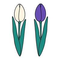 Set of 2 abstract tulips flower in trendy bright shades. Design concept for greetings or cards. Icon. Sticker. Isolate. EPS. for poster, banner, brochures, billboards, price tag, label or web vector