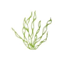 algae. Hand painted line seaweed, laminaria sketch. Graphic tropical clip art isolated on background. Underwater illustration. For designers, invitations, decoration, postcards, wrapping paper vector