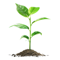 Sprout Growing from Soil png