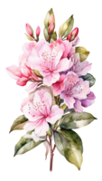 Simple botanical flower isolated on a transparent background png
