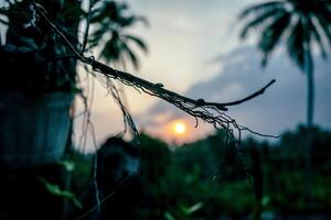 In the late afternoon, a silhouette view of the stems and roots of the dove orchid, with the setting sun in the background casting a golden yellow color. photo