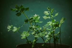 celery plants - plants are one of the ingredients of kitchen spices that are often used to add aroma and flavor to dishes, by sprinkling. photo