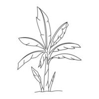 illustration of a banana tree that has not yet borne fruit vector