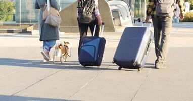 A group of adults with a chihuahua dog and large suitcases are walking down the street of a big city photo