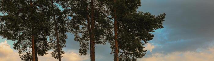 tall pine trees on the background of the sky where the sun sets photo