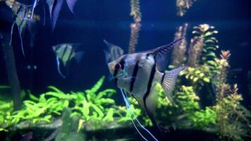 A Fish Swimming in Water video