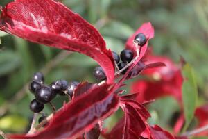 intense color plant photo