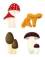 Mushroom set. Collection of different types forest mushroom. fly agaric, chanterelle, morel, porcini. illustration vector