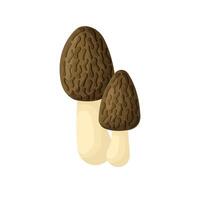 Morel mushrooms flat. Mushroom - morel isolated without background. illustration vector