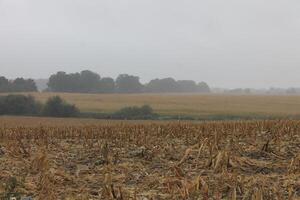 wet field photo