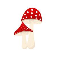 Fly agaric mushrooms flat. A poisonous toxic dangerous mushroom - fly agaric isolated without background. illustration vector