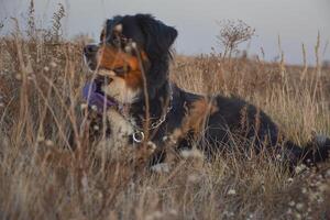 Portrait of a bernese mountain dog. A big black dog lays on the ground on the yellow dry grass. Dog walking concept. photo