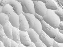 Close-up Textured Surface of Soft, Organic Shapes in Monochrome. Abstract white natural pattern captured in high detail, ideal for backgrounds, design textures, and creative projects photo