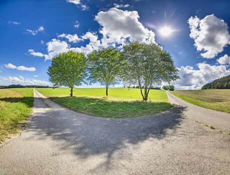 Panoramic image of three isolated trees on a path in the backlight photo