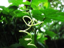 Fresh green plant leaves in sunlight photo