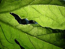 Details of fresh leaves in closeup photo